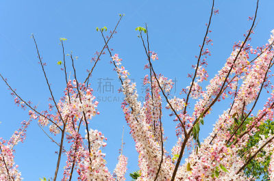 肉桂,天空,蓝色,束状带,自然,水平画幅,夏天,窦,特写
