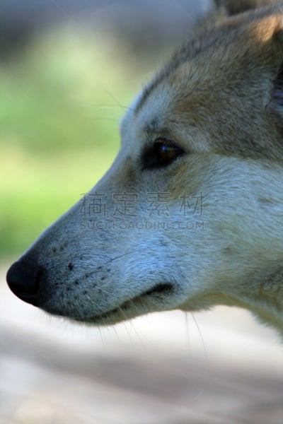 莱卡犬,俄罗斯,西伯利亚,猎犬,伊尔库茨克,针叶林,雪橇犬,垂直画幅,动物身体部位,户外