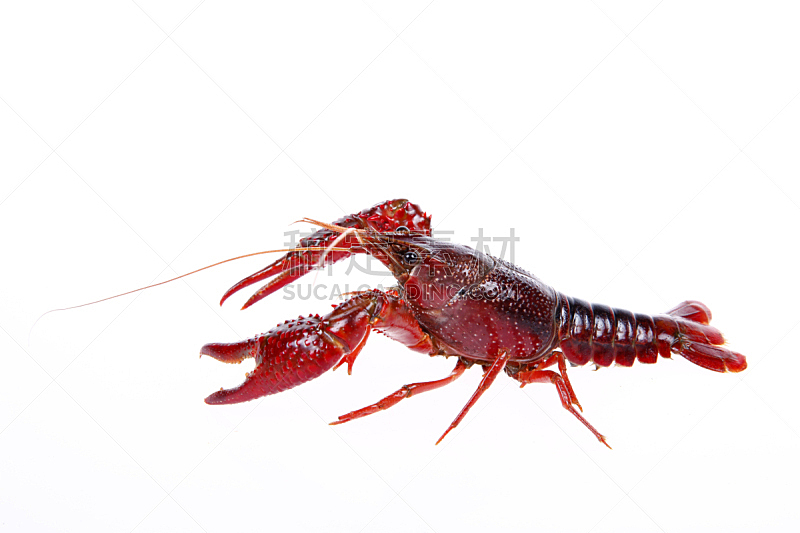 螯虾,小龙虾,龙虾,清新,背景分离,食品,餐具,餐馆,贝壳,背景