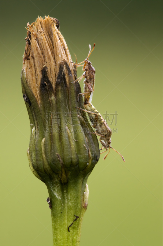 仅一朵花,Green Shield Bug,垂直画幅,爪子,动物习性,动物身体部位,野外动物,夏天,白色