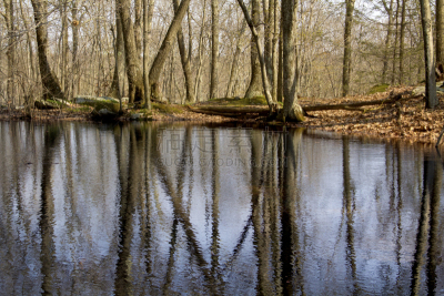 vernal pools,新英格兰,森林,东北方向,康涅狄格,水,水平画幅,无人,户外,树林