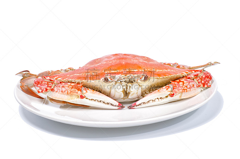 白色,蒸菜,盘子,三疣梭子蟹,白色背景,分离着色,正面视角,煮食,水平画幅,巨大的
