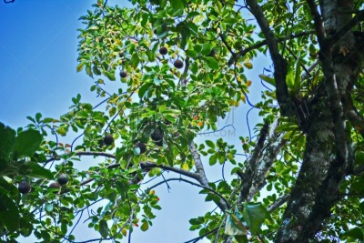 水果,鳄梨,印度草医学,水平画幅,无人,木兰纲,彩色图片,植物学,巴西