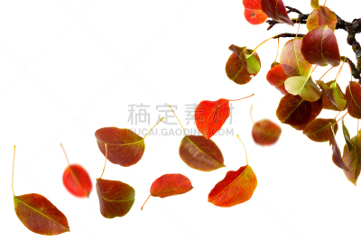 秋天,叶子,自然,褐色,水平画幅,橙色,干花,抽象,白色背景,组物体