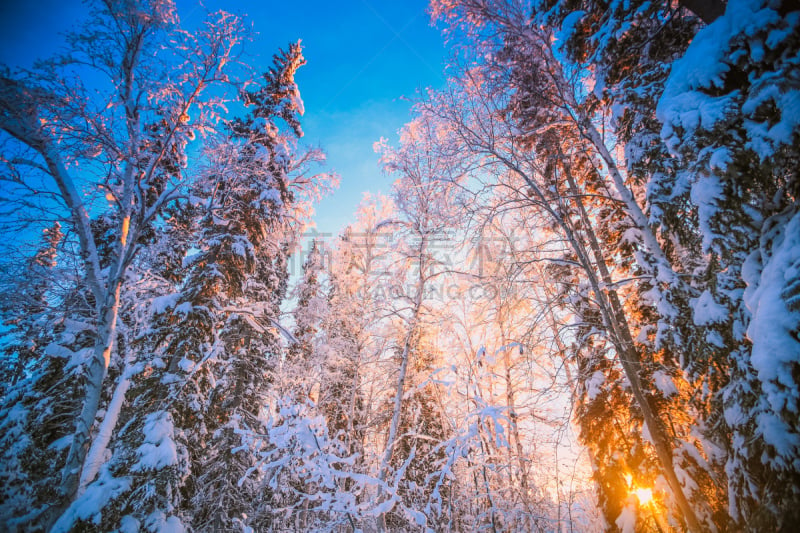 冬天,森林,阿拉斯加,寒冷,旅途,环境,黄昏,霜,雪,自然美