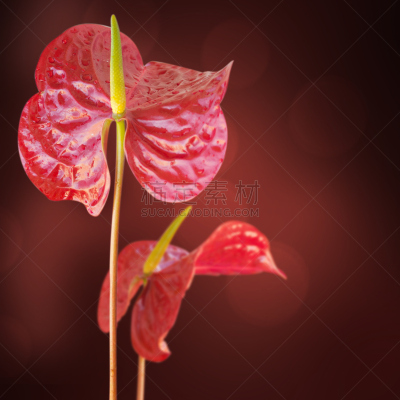 花烛属,肉穗花序,自然,形状,无人,方形画幅,红色,植物茎,植物,植物学