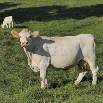 牛,夏洛来牛,牛乳,草地围场,小牛,褐色,草地,秋天,夏天,户外