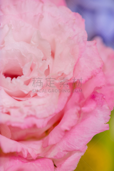 白色背景,粉色,自然美,龙胆属植物,草原,分离着色,新墨西哥,清新,浪漫,春天