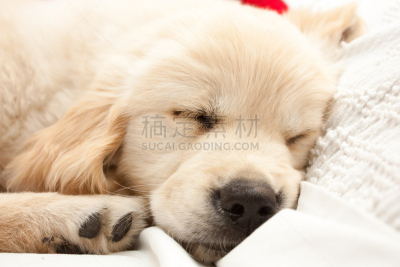 小狗,动物冲锋,金毛寻回犬,水平画幅,安全,疲劳的,白色,人的脸部,纯洁,柔和