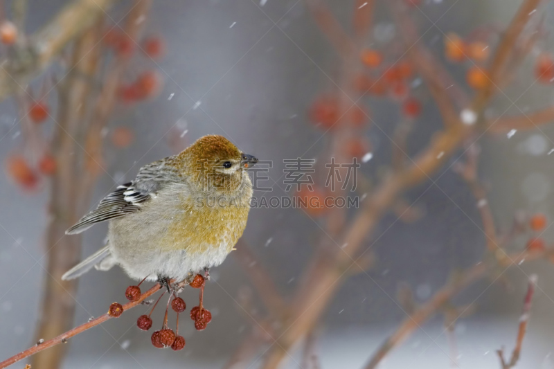 海棠,雪,雌性动物,松雀,色彩鲜艳,可爱的,寒冷,野生动物,松木,橙色