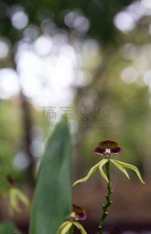 黑色兰花,气候,lamanai,伯利兹,热带气候,肖像,色彩鲜艳,小的,自然美,户外