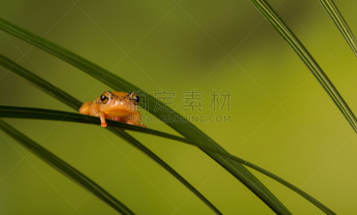 莎草,金色,芦苇蛙,非洲芦苇蛙,亚马逊雨林,抱着树,水平画幅,热带雨林,雨林,明亮
