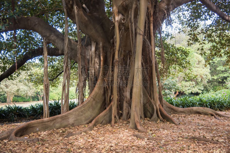 moreton bay fig,新南威尔士,水平画幅,枝繁叶茂,过大的,无人,巨大的,户外,无花果树,悬挂的