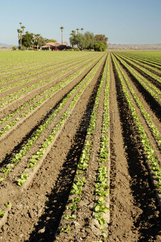 lettuce field,垂直画幅,无人,泥土,户外,农作物,田地,植物,莴苣,农业