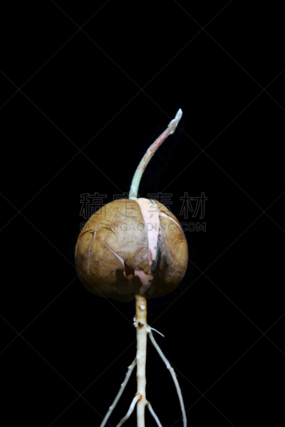 鳄梨,根部,秧苗,种子,黑色背景,垂直画幅,褐色,无人,花蕾,白色