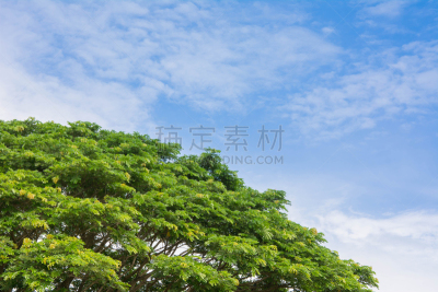 雨豆树,萨满教,云,环境保护,水平画幅,绿色,新生活,无人,古老的,巨大的