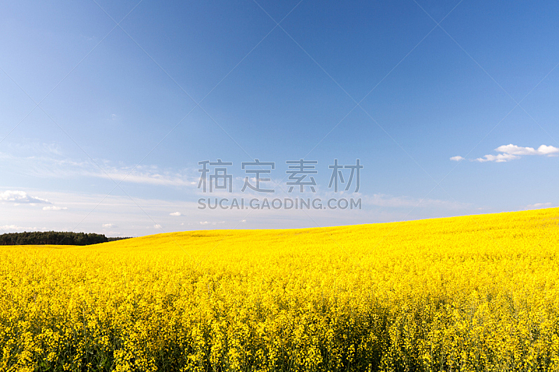 田地,油菜花,黄色,天空,水平画幅,无人,夏天,户外,明亮,农作物