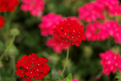 仅一朵花,水平画幅,无人,东京,日本,江东区,特写,摄影,花