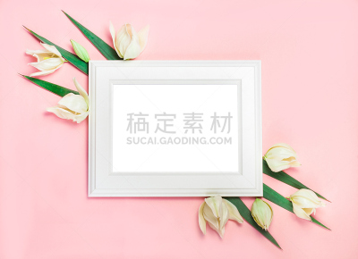 平铺,建筑结构,叶子,绿色,文字,粉色背景,留白,白色,欧亚家燕,美术效果