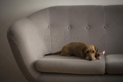 灰色,可爱的,沙发,狗,小的,络腮胡子,褐色,水平画幅,疲劳的,斯堪的纳维亚人