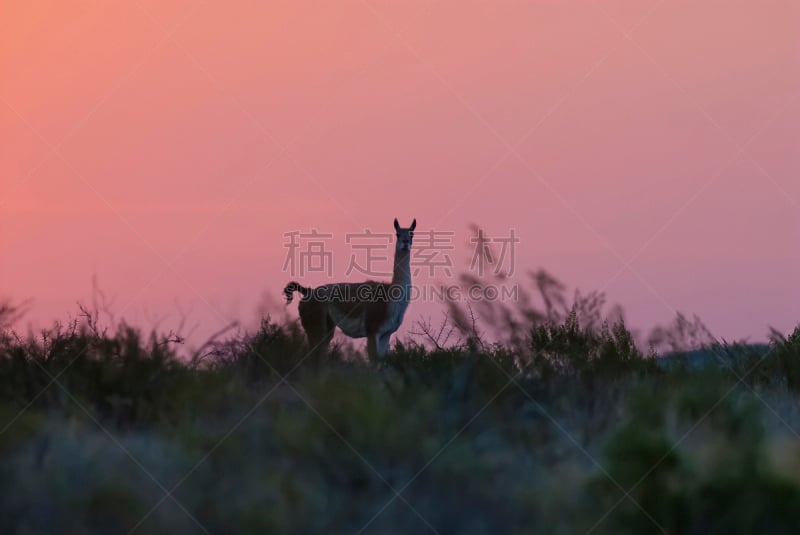 阿根廷,巴塔哥尼亚,大羊驼,南美大草原,南美,野生动物,水平画幅,潘帕斯大草原,草,雨林