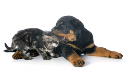 小猫,罗威纳犬,幼小动物,动物嘴,水平画幅,进行中,两只动物,友谊,猫,咬