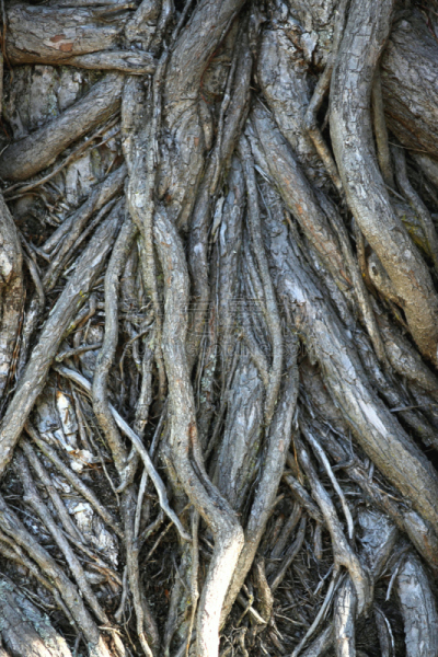 抽象,粗糙的,树干,图像,垂直画幅,式样,古老的,户外,植物表皮,线绳