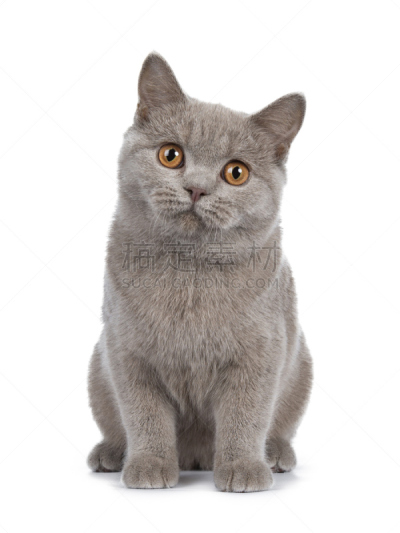 可爱的,肉桂,英国短毛猫,幼小动物,白色背景,正面视角,看,橙子,动物眼睛,坐