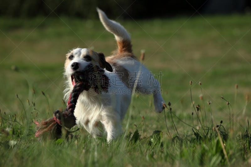 杰克拉瑟短腿犬,体育比赛,纯种犬,水平画幅,嬉戏的,梗犬,哈巴狗,福克斯猎狐犬,2015年,猎犬