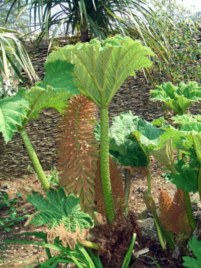 被子植物根乃拉草,自然,垂直画幅,无人,户外,植物,庭院,栽培植物,热带气候,园林