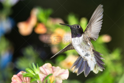 黑颏蜂鸟,奥兰治河,喉咙,户外,白色,紫色,橙色,绿色,黑色