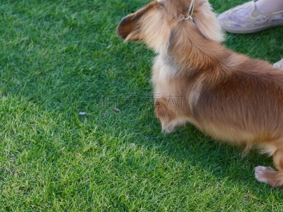 狗,腊肠犬,遛狗师,热狗腿,长的,短的,热狗服饰,受过训练的狗,钢毛德国猎犬,哈巴狗