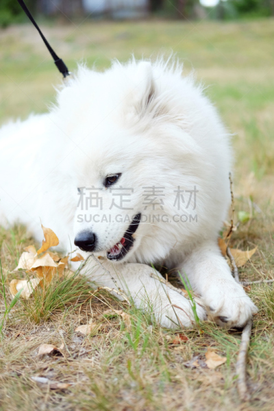 莱卡犬,萨摩耶犬,夏天,户外,狗,纯种犬,白色,女孩,放牧,咀嚼