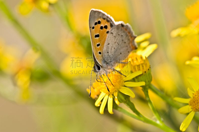 灰蝶科蝴蝶,草地,野生动物,水平画幅,橙色,蝴蝶,无人,斑点,夏天,户外