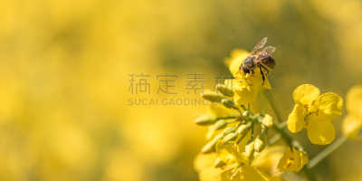 蜂蜜,蜜蜂,春天,油菜花,留白,三角钢琴,高视角,动物身体部位,草,农作物