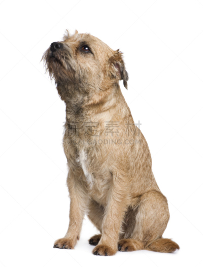 博德猎狐犬,垂直画幅,褐色,纯种犬,注视镜头,家畜,梗犬,白色背景,肖像,背景分离