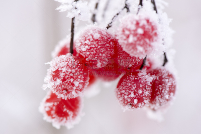 霜,浆果,冰,冬天,糖衣,冻结的,红色,雪,美,水平画幅