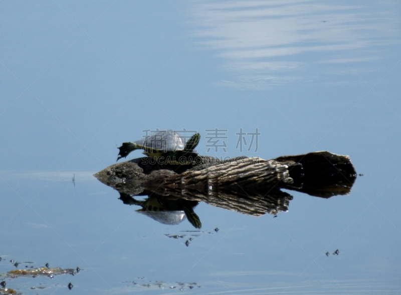 半岛,伪龟属,野生动物,爬行纲,水平画幅,圆木,2015年,湿地,摄影,坐