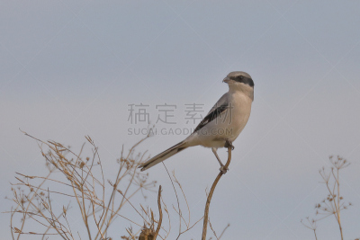 灌木丛,伯劳鸟,自然,灰色背景,野生动物,图像,加利福尼亚,北美歌雀,野外动物,美国