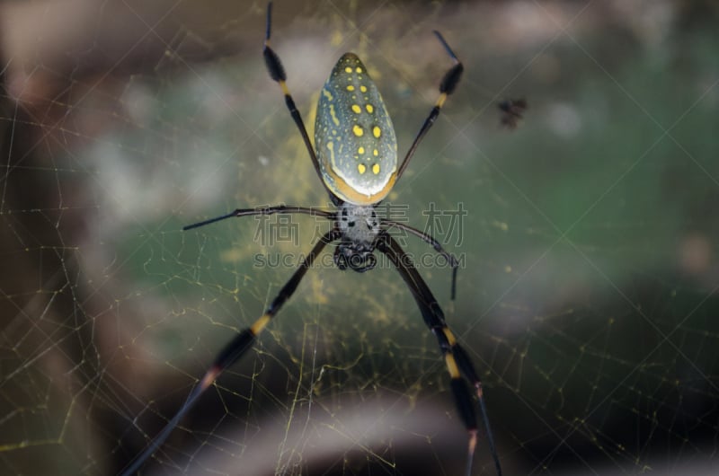 Banded-legged Golden Orb-web Spider,水平画幅,无人,热带雨林,户外,怪异,雨林,哥斯达黎加,Orb Weaver Spider,摄影