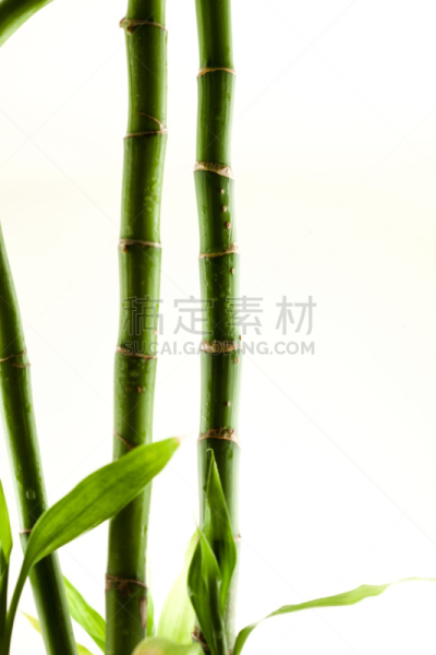 白色,竹子,棍,巨竹,富贵竹,竹子叶,风水,垂直画幅,水,禅宗