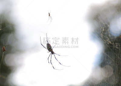 巨大的,蜘蛛网,蜘蛛,水平画幅,蜘蛛纲,野外动物,户外,怪异,泰国,雨林