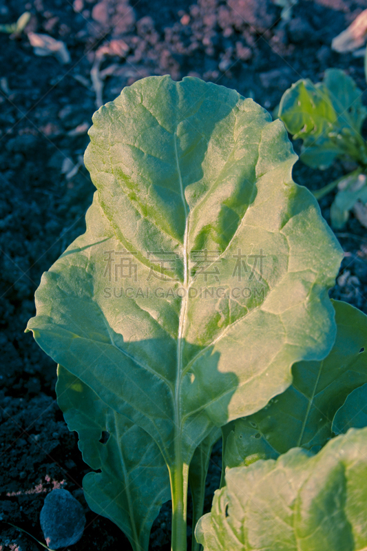 菠菜,垂直画幅,无人,红巧梅,户外,抗氧化物,草药,印度,田地,植物