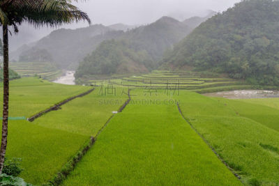 山,菲律宾,伊富高,查济,稻田,雨,水平画幅,无人,巴拿威,户外
