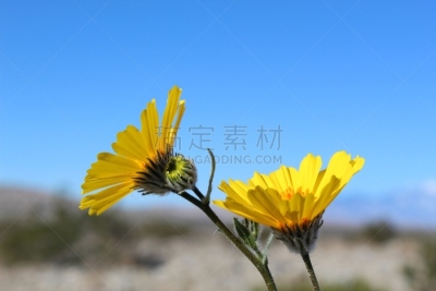 古奇拉谷,沙漠向日葵,密封食品,韧性,浪漫,禅宗,植物,户外,诗人,幸福