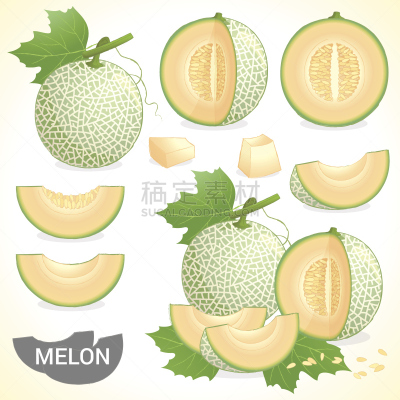 矢量,水果,多样,风格,瓜,厚皮甜瓜,芳香的,素食,无人,绘画插图