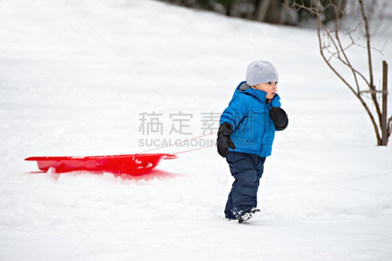 动物雪车,雪,男孩,雪橇滑学,留白,公园,水平画幅,进行中,户外,白人