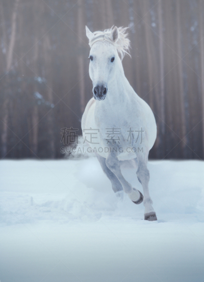 雪,背景,森林,黑色,白马,花斑,马,种马,垂直画幅,美