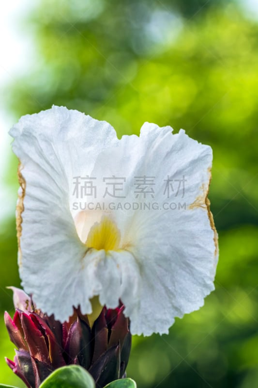 gingerlily,垂直画幅,高视角,无人,热带雨林,户外,印度姜花,复杂,特写,仅一朵花