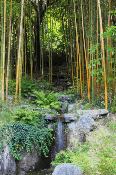 竹林,小溪,卡洛塔别墅,科莫,垂直画幅,公园,枝繁叶茂,别墅,无人,草坪